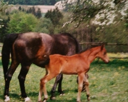 horse Harams-Leroy (German Warmblood, 1994, from Haram Ibn Halima ox)