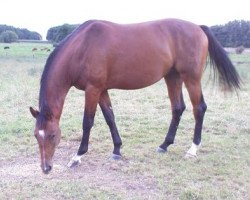 dressage horse Sant'di Rossi (Westphalian, 2006, from Stedinger)