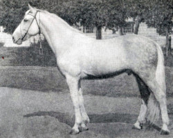 stallion Bravurnyj 3937 (RU) (Orlov Trotter, 1940, from Ulov)