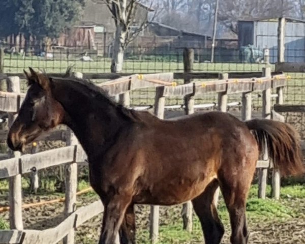 Springpferd grey flannel gb (Sella Italiano, 2022, von Chapeau Tn)