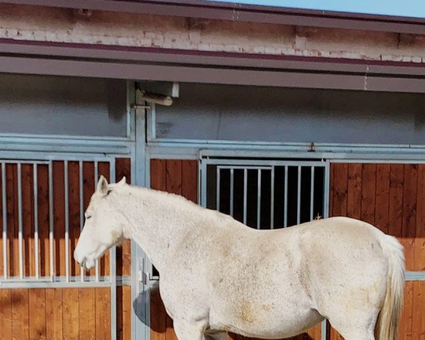 broodmare zarife (KWPN (Royal Dutch Sporthorse), 2004, from Silverstar)