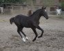 Springpferd Clou de Tequila (Westfale, 2022, von Cornet de Semilly)