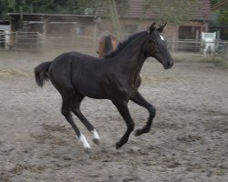 jumper Clou de Tequila (Westphalian, 2022, from Cornet de Semilly)