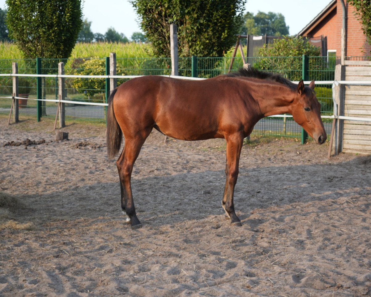 Springpferd Comme la Noblesse (Westfale, 2022, von Cornet's Carpaccio RT)