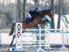 jumper Nanu Nana E (Belgian Warmblood, 2010, from Nabab de Rêve)