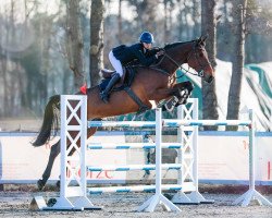 jumper Nanu Nana E (Belgian Warmblood, 2010, from Nabab de Rêve)