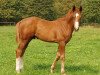 dressage horse Ruby little Sunshine (Hanoverian, 2005, from Royaldik)