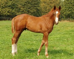 dressage horse Ruby little Sunshine (Hanoverian, 2005, from Royaldik)