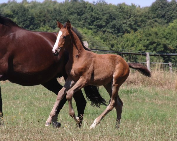 Dressurpferd Toffi Fee (Trakehner, 2022, von High Motion 2)