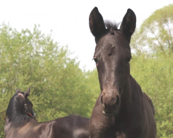 dressage horse Tamino (Trakehner, 2020, from In Versuchung)