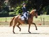 dressage horse Sunlife (Westphalian, 2009, from Schumacher)