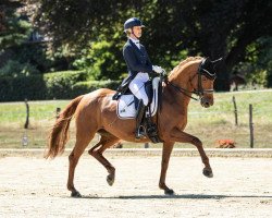 dressage horse Sunlife (Westphalian, 2009, from Schumacher)