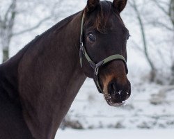 dressage horse Finest Dream P (Hanoverian, 2019, from Finest)