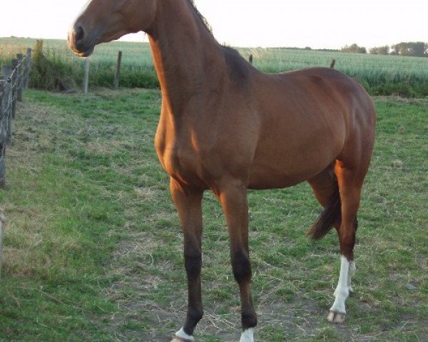 horse Rihana (Westphalian, 2004, from Royaldik)