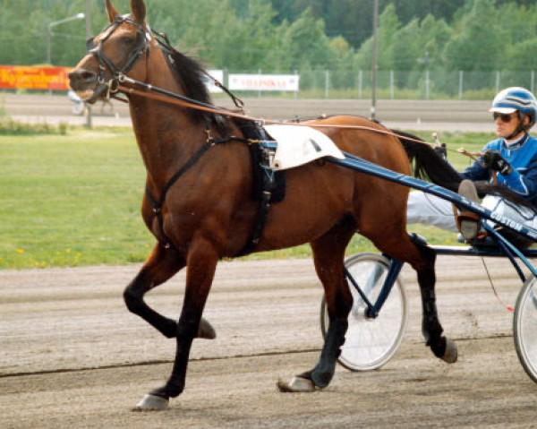 stallion Meadowbranch Lou N-2606 (US) (American Trotter, 1994, from Super Bowl 8540I (US))