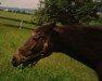 broodmare Leonore (Württemberger, 1974, from Loewe)