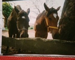 Zuchtstute Leontine (Deutsches Reitpferd, 1995, von Haram Ibn Halima ox)