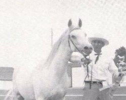 broodmare Ylla ox (Arabian thoroughbred, 1948, from Raffles ox)