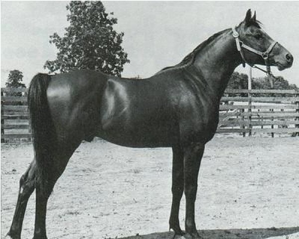 stallion Garene ox (Arabian thoroughbred, 1957, from Garaff ox)