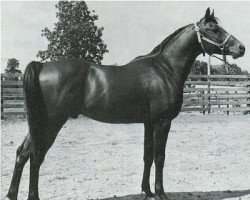 Deckhengst Garene ox (Vollblutaraber, 1957, von Garaff ox)