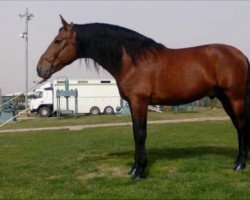 broodmare Lagertha (Pura Raza Espanola (PRE), 2019)