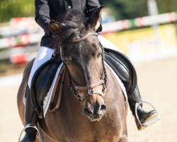 dressage horse Chemberlain (Pony without race description, 2000)