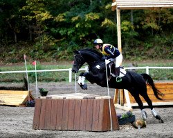 jumper Gentle Herman (Trakehner, 2014, from Lehndorff's)