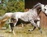 stallion Kaiyoum ox (Arabian thoroughbred, 1970, from Khemosabi ox)