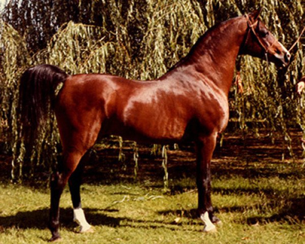horse Ibn Awad ox (Arabian thoroughbred, 1959, from Awad 1950 ox)