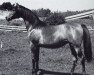 broodmare Bayanka ox (Arabian thoroughbred, 1963, from Bay-Abi ox)