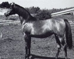 broodmare Bayanka ox (Arabian thoroughbred, 1963, from Bay-Abi ox)