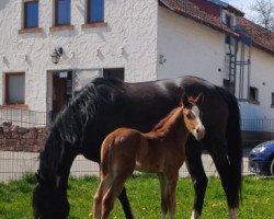 Dressurpferd Dear Pony Diamond W (Deutsches Reitpony, 2022, von D-Gold AT NRW)