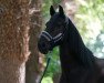 Springpferd Ballyhyland Blackie (Irish Sport Horse, 2005)