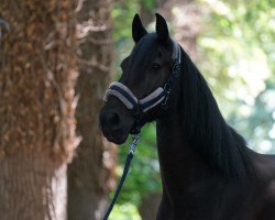 jumper Ballyhyland Blackie (Irish Sport Horse, 2005)