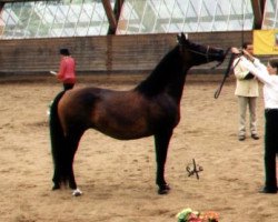 broodmare Gemini ox (Arabian thoroughbred, 1992, from Algorytm ox)