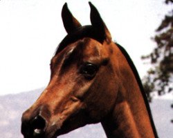 broodmare Aleksja ox (Arabian thoroughbred, 1969, from Exelsjor ox)