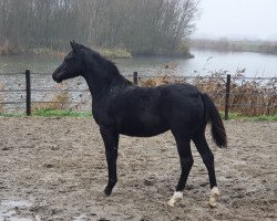 Dressurpferd Shakyrah's Design (Deutsches Reitpony, 2021, von Designed in Black AT)