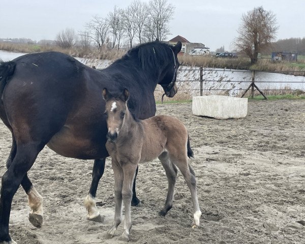 Dressurpferd Championess de Shakyrah (Deutsches Reitpony, 2023, von FS Champion de Luxe)