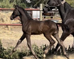 dressage horse Jovin (Oldenburg, 2022, from Jovian)