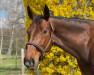 dressage horse Siri's Surprice (German Warmblood, 2013, from Stabilo)