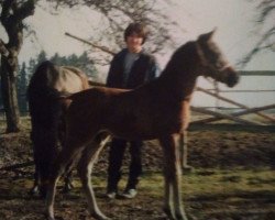 horse Haady Hafid Halima ox (Arabian thoroughbred, 1987, from Haram Ibn Halima ox)