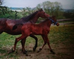 broodmare Djalwa-Hafiza-Halima ox (Arabian thoroughbred, 1988, from Haram Ibn Halima ox)