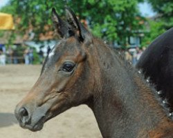 Springpferd Winterfee (Trakehner, 2011, von Al Ashar Ox)