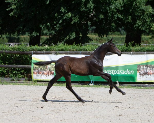 Geländepferd Glücksfee (Trakehner, 2022, von Kronberg)