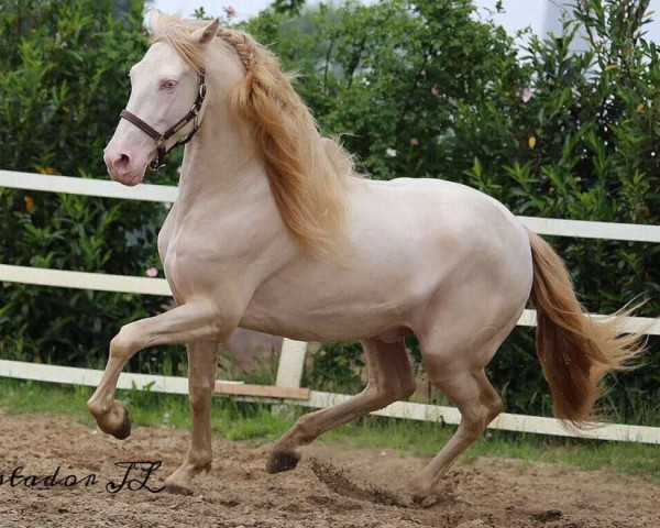 horse Gastador JL (Pura Raza Espanola (PRE), 2012, from Diciembre de Vale)