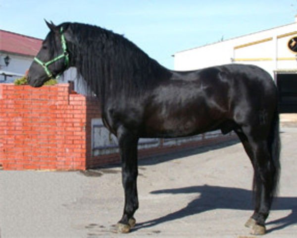 stallion Obcecado (Pura Raza Espanola (PRE), 1994, from Bizarro XIV)
