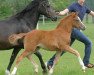 dressage horse Hilkens Spice Girl (German Riding Pony, 2014, from Cartier de Deluxe)