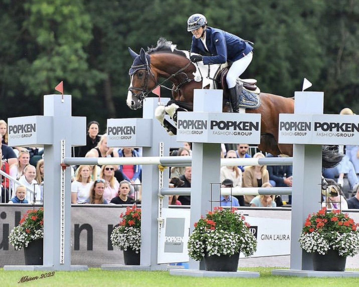 Deckhengst Lenny 81 (Oldenburger Springpferd, 2013, von Lord Pezi Junior)