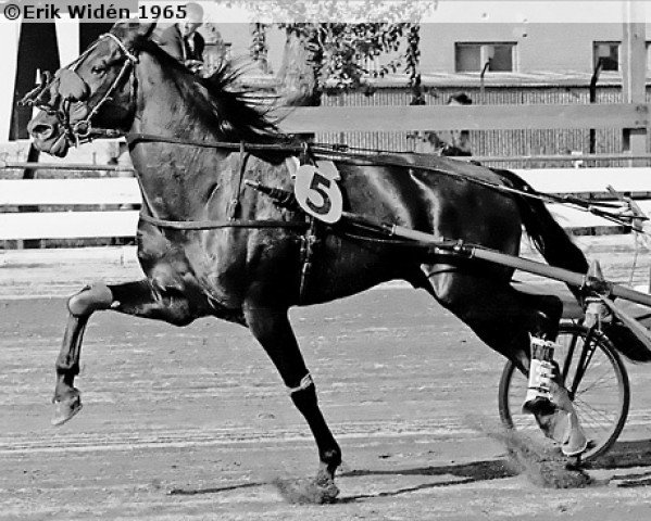 stallion Xanthe 9466 (SE) (Swedish Trotting, 1960, from Chefen 3400 (SE))