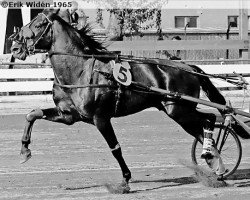 stallion Xanthe 9466 (SE) (Swedish Trotting, 1960, from Chefen 3400 (SE))